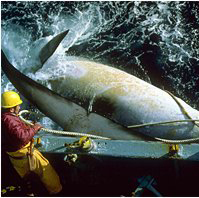 home page image