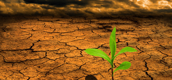 seedling on dry barren soil