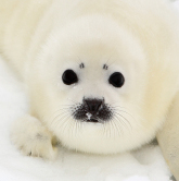 A seal